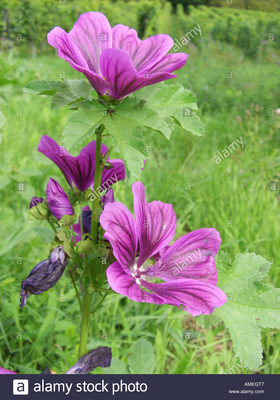 پنیرک موریتانی